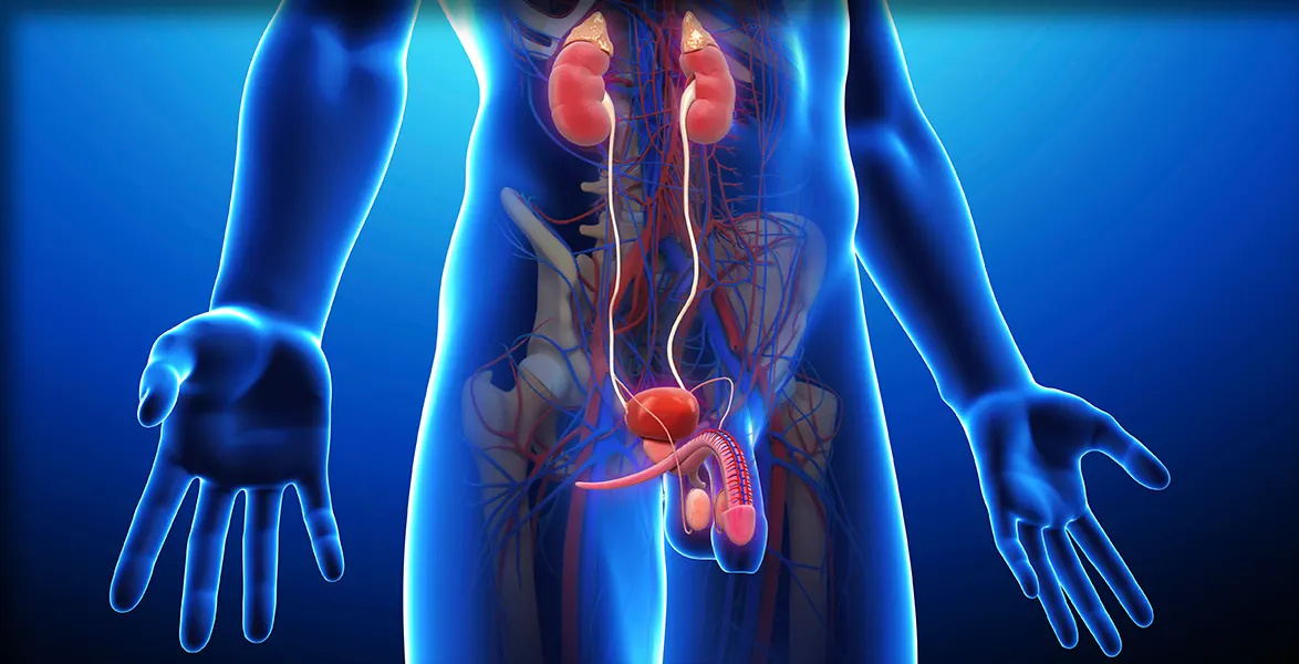 Urologia geral - Dr. Mateus Nobile Salemme